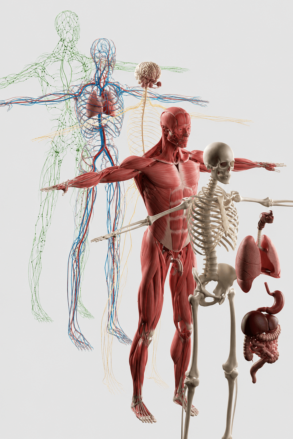 Human Anatomy